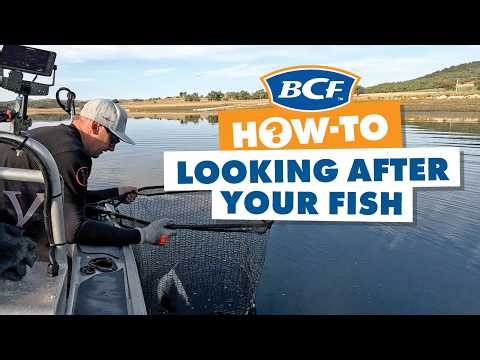 Murray Cod Care: How to Handle Your Catch