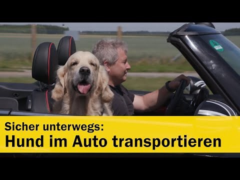 ÖAMTC-Test: Hundetransport im Auto | ÖAMTC