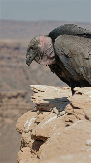 The Resurrection of the Scavenger: The California Condor