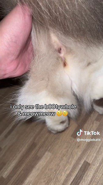 @Sue-16 why would I lie doe? 😀 here's ur proof ❤️ #fyp #cat #meow #cattok #xyzbca #fyppppppppppppppppppppppp