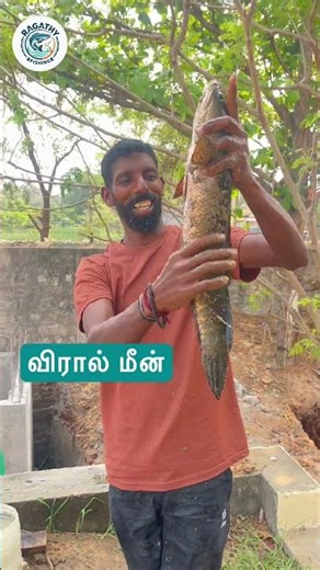 விரால் மீன் ஃபிஷிங்க் #ragathyfishing #fishingreels #fish