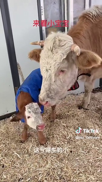 刚出生的小牛仔