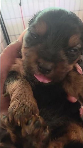 Teacup Yorkie Puppy for Adoption! #teacuppuppiesforsale #dogsforsalenearme #yorkshireterrier #cute