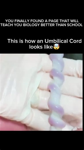 Explaining Biology on Instagram: "The umbilical cord is one of the most amazing parts of pregnancy—literally the baby’s lifeline! ✨ It connects the baby to the placenta, carrying oxygen and nutrient-rich blood that helps the little one grow and develop. Inside the cord are **three vessels**: two arteries that remove waste from the baby, and one vein that carries everything the baby needs to thrive. All of this is cushioned by **Wharton’s jelly**, a protective, squishy substance that keeps the co