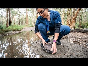 Broadshell Turtle Mama's Shell Repair and Release