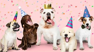 Every dog adopted from Georgia animal shelter