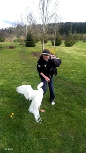 This Prison Replaced Guard Dogs with Geese — And Escape Attempts Dropped