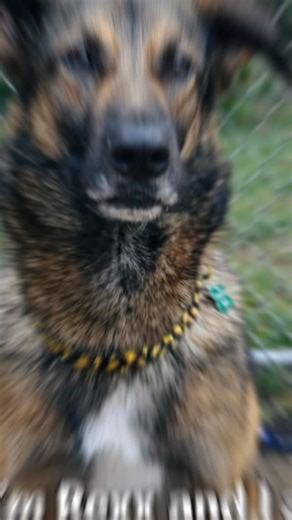 Meet Rexx🦖 — the boy who will absolutely steal your heart! Rexx is truly AMAZING✨. This handsome, sweet, funny boy came to us as part of a cruelty seizure after having been adopted from a local kill shelter as a puppy. His owners decided to move and leave him in the yard with nothing.😔 Somehow, despite everything he has been through, Rexx held onto his bright spirit, his sweetness, and his joy🥰. He is truly one of the coolest, kindest dogs you will ever meet. Rexx had to sit at the shelter fo