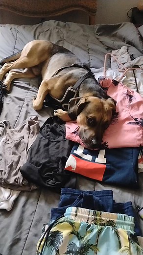 The baby doggy is laying on my clothes so I can't leave 🥹🐾 | Sooz Explore