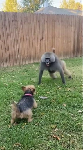 Tiny Dog vs Baboon Invasion!
