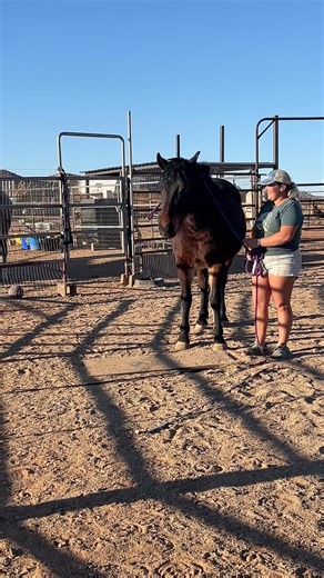 Starting work with the ring rope. Beginning his giving to pressure work | Scout's Trail