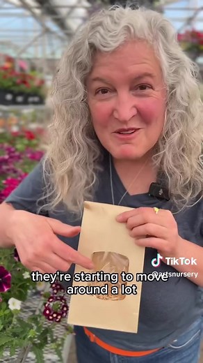 Effective Steps for Releasing Ladybugs in Your Garden