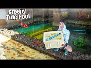 Catching AQUARIUM FISH In CREEPY TIDE POOL For My Saltwater Pond!
