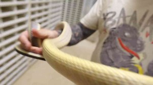 Rare snakes caught on camera - and why sightings like this are so uncommon