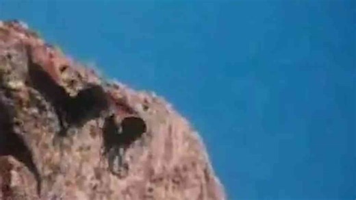 Why Goats Might Be the Most Underrated Animals in the World