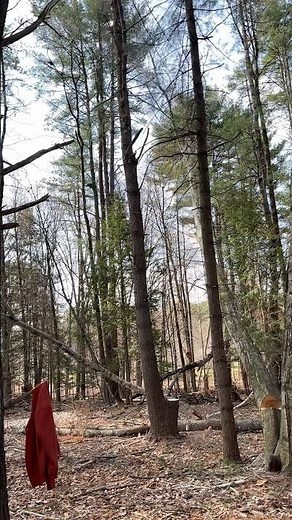 Cut and run! Taking down a dangerous tree.