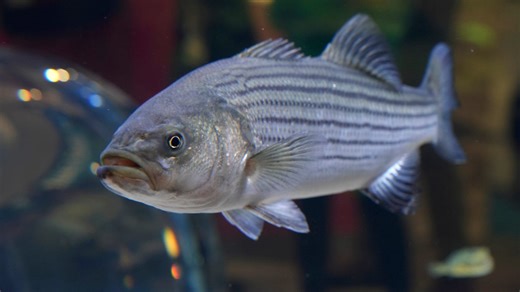 Take a Peek at the New Save the Bay's Hamilton Family Aquarium Opening in Newport