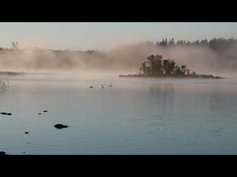 Aamu-usvan taikaa / The magic of morning mist