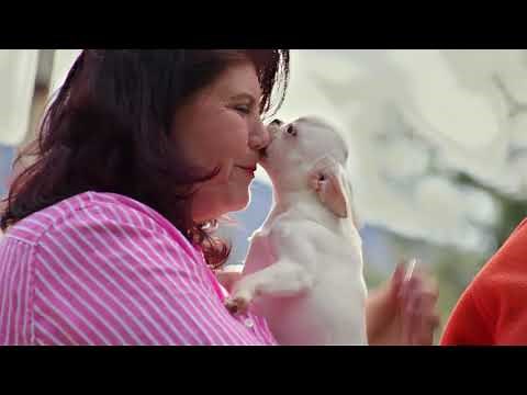 Teacup Mini Micro French Bulldog Mix, Award Winning Royal Frenchel