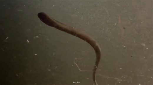 The horrifying river predator that looks built for nightmares