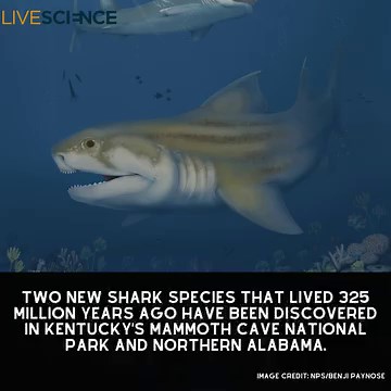2.5K views · 105 reactions | Two new ancient shark species have been uncovered in Mammoth Cave with teeth that "look like they just came out of the shark's mouth yesterday." Learn more  https://trib.al/fmGcSVx | LiveScience | Facebook