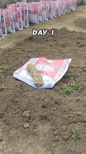 Revolutionize Your Yam Buying Experience with Urban Farming Techniques