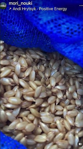 自然農法の米づくり総集編｜2025年のまとめと2026へ🌾