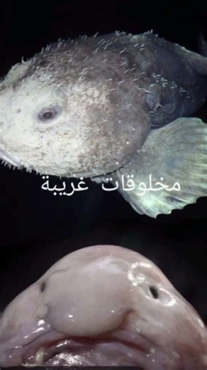 لن تصدق ما في اعماق بحار😨😨😨😨