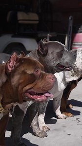 How to add muscle to your dog? Easy - Bully Max® food is specialized nutrition designed to keep your dog active, strong, and healthy. 💪 Tag someone who needs to see this! 👌 📸 @theincredibullz #Incredibullz #theincredibullz #bullymax #bullymax #bullymaxpro #bullymaxsupplements #bullymaxdogfood #highperformancedogfood #veterinarianrecommended #pittbull #americanbully #pitbulllove #apbt #bully #pit #pitbullpuppies #bullybreed #dogoftheday #pitbulllife #amstaff #pitbullterrier #dognutrition | Bul