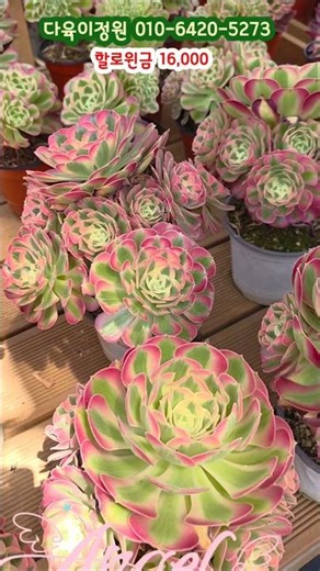 Beautiful Aeonium at a great price, Kiwi Aeonium and Halloween Aeonium #SucculentGarden #WillYouM...