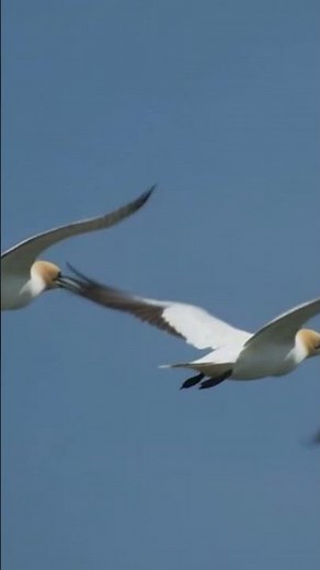 L'archipel des Sept Îles, décollage de fous de Bassan.#oiseaux #birds #bretagne