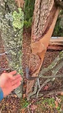 A Bird That Doesn't Belong! #WhittAcres #enjoynaturetoday #homesteadinglife