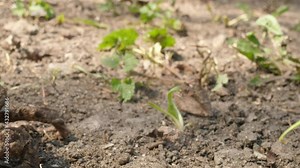 mating toads sitting come comming walking walk walks out go away from camera