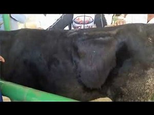 Bovine paravertebral analgesia for cesarean delivery or rumenotomy 🐂