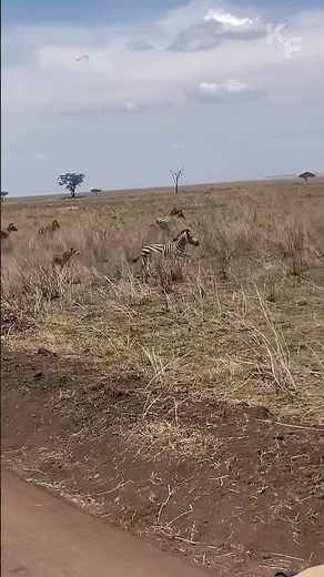 Zebra Escapes A Lioness Attack In A Shocking Wildlife Moment