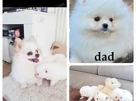 Purebred Pomeranian with thick, double coat