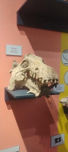 The skull of Daeodon, the largest of entelodonts, at the Idaho Museum of Natural History