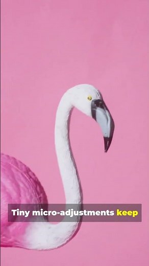 🦩 This Flamingo Sleep Hack Looks Fake… But It’s Real