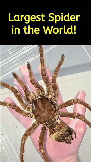 Quick Science Fact: The Largest Spider in the World