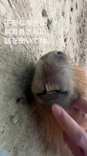 カピバラの面白い生態と接し方