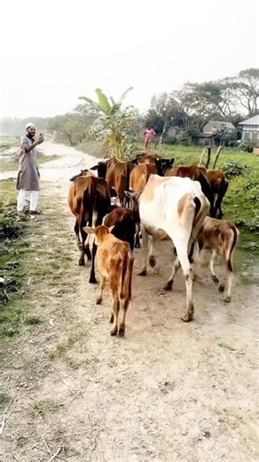 যদি গ্রাম পছন্দ করেন তাহলে , প্রতি ক্ষনে ক্ষনে দেখা মিলবে এমন সব সুন্দর দৃশ্য #মুন্সীগঞ্জ #village