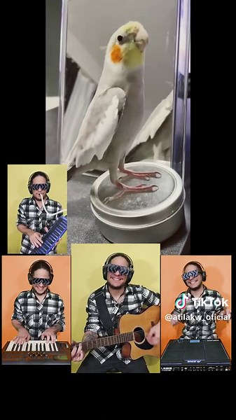 Cockatiel Remix by Fuuu_Oton | Calopsita Dancing to Atila KW Song