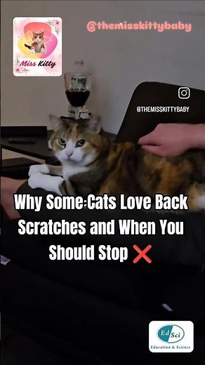 Why Some Cats Love Back Scratches and When You Should Stop