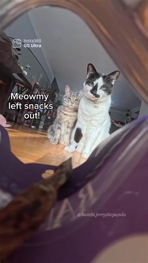 I left the snack bag open… 😅 Jerry and Bambi noticed immediately. Filmed on Insta360 GO Ultra with @insta360 official. Use code BAMBI or link in bio for a free gift. #Insta360 #Insta360CatCam #Insta360FamCam #CatPOV #SnackTime
