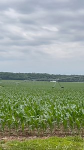 Este maizal se encuentra en montezuma Indiana | Guti Enrique