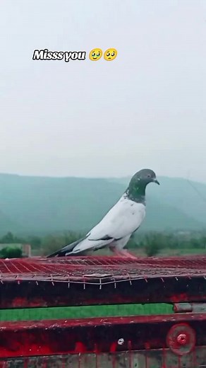 #shock #kabootar #viralmyvideotiktokteamplzz🙏 #viralmyvideoplzz