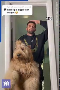 1.3M views · 39K reactions | My heart has just officially melted! 梁❤️ | Daily Mail Video | Facebook