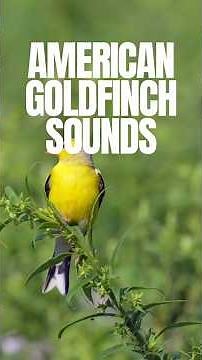 What Does a Goldfinch Sound Like?