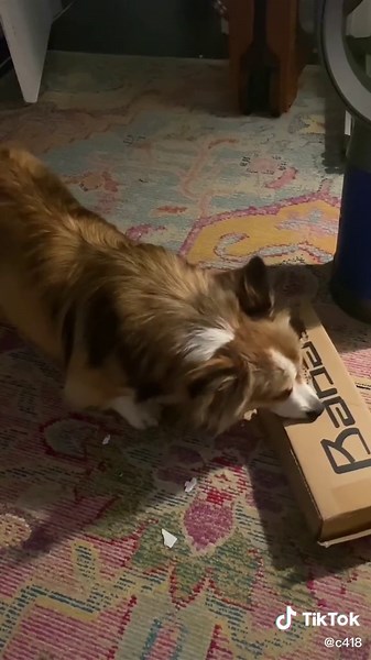 Corgi Sniffs Cardboard Box in Playful Indoor Scene