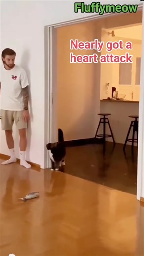 Cutest Heart Attack Ever 💕🐈😱 | Cat | Cat sound | Cat video | Cat meowing | Kitten